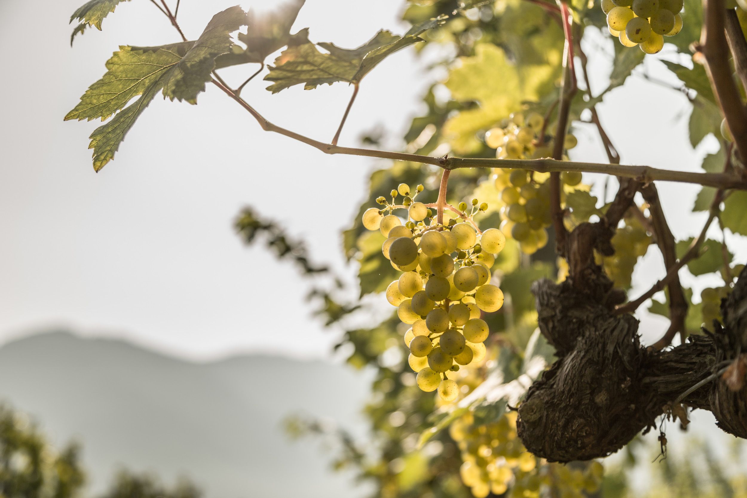Vinice ve Wachau