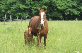 Kitty w. Foal, © Kögl