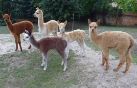 Weinviertel Alpaca, © Weinviertel Alpaka