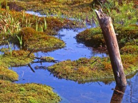Hochmoor im Naturpark Heidenreichsteiner Moor, &copy; Johannes Schlosser