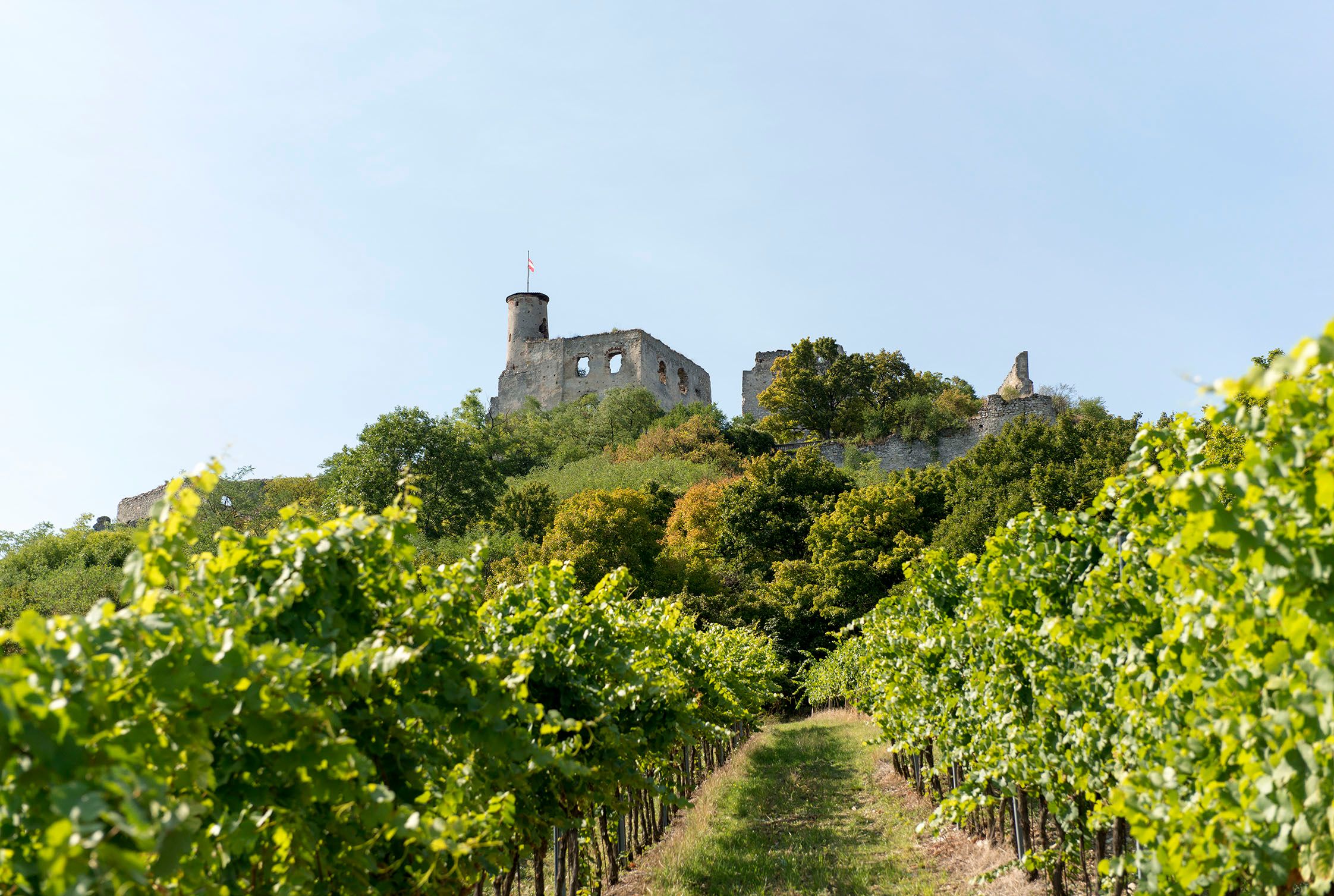 Zřícenina hradu Falkenstein na kopci s vinnou révou v popředí.