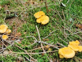 Hochfeldweg, Nr. 44, &copy; Gemeinde Gutenbrunn