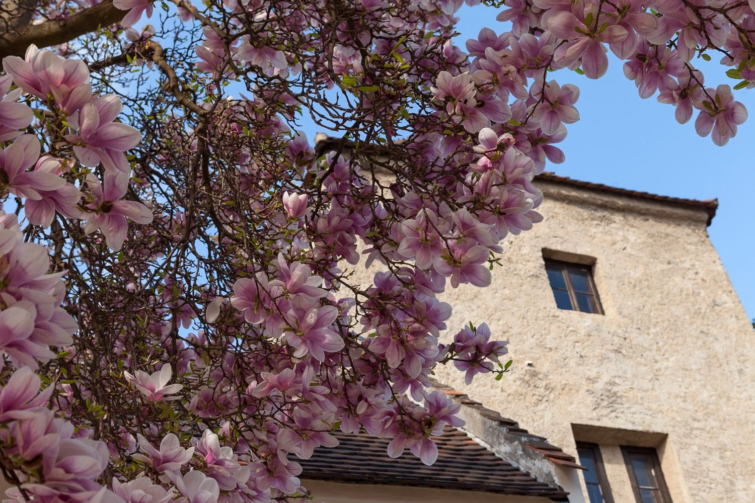 Kvetoucí magnólie před starou budovou s modrou oblohou v pozadí.