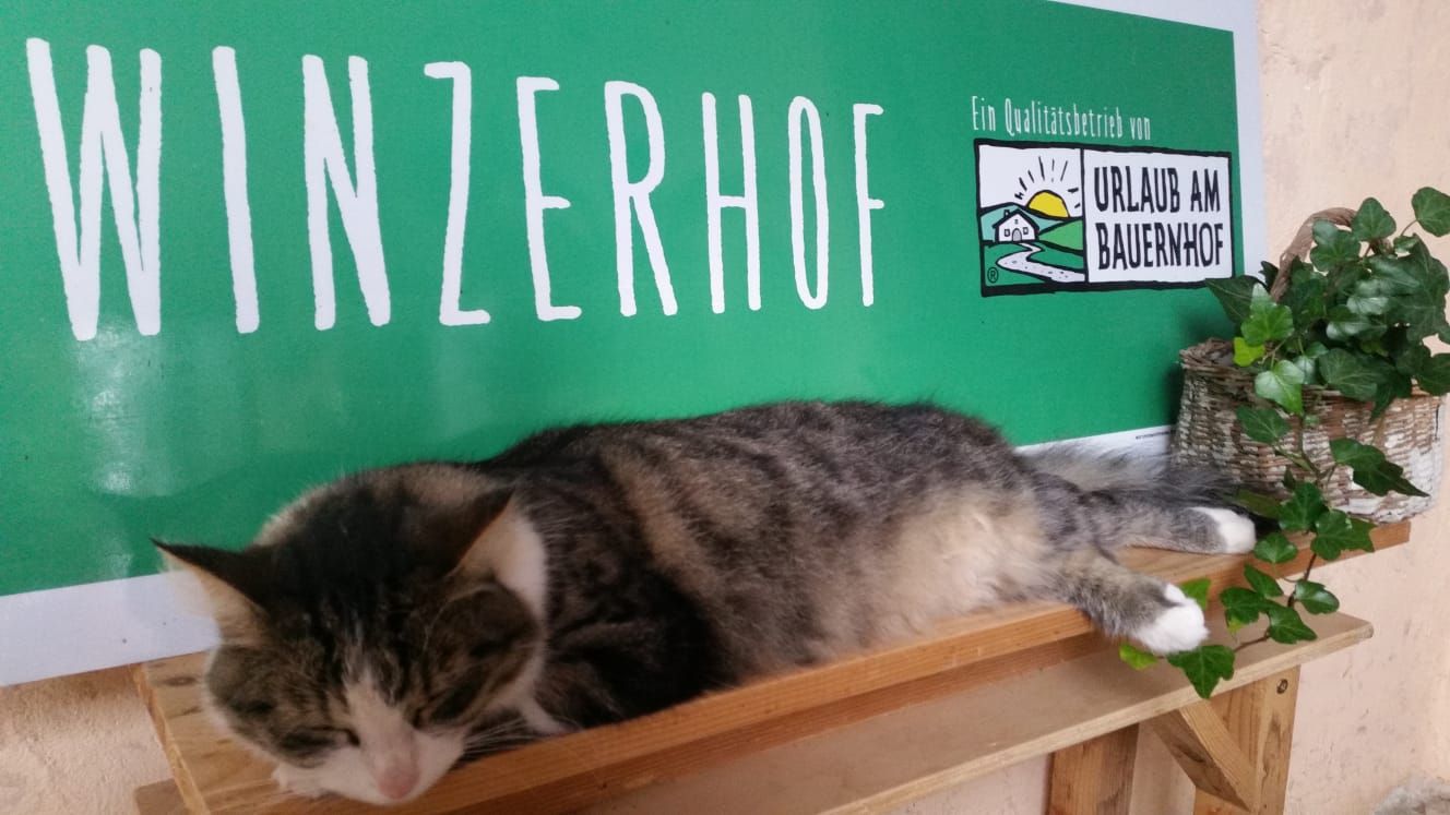 Kočka leží na polici před nápisem "Winzerhof" a "Urlaub am Bauernhof".