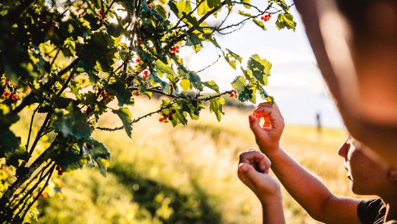 Nestelberg 17 (c)Marlene Schindlegger (57), © Sabine Wieser