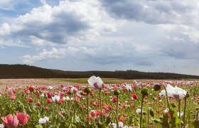 Waldviertel u makové vesnice Armschlagu, © Niederösterreich-Werbung/ M. Liebert