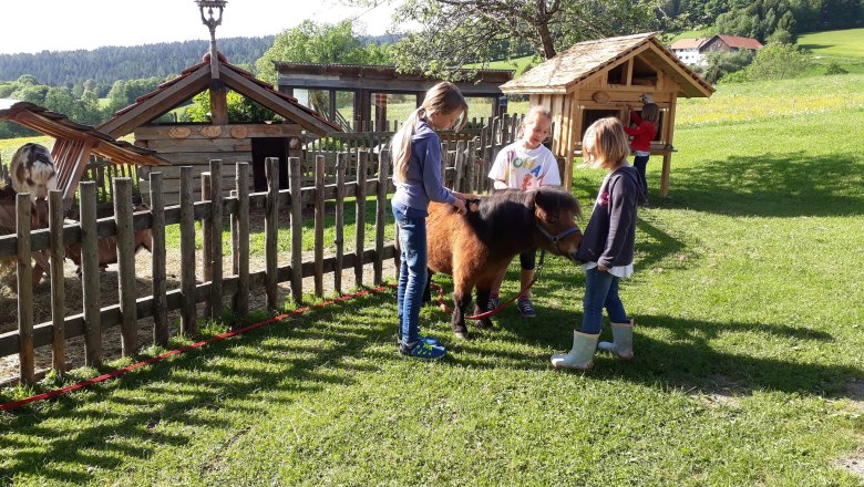Děti hladí poníka na louce u dřevěného plotu.