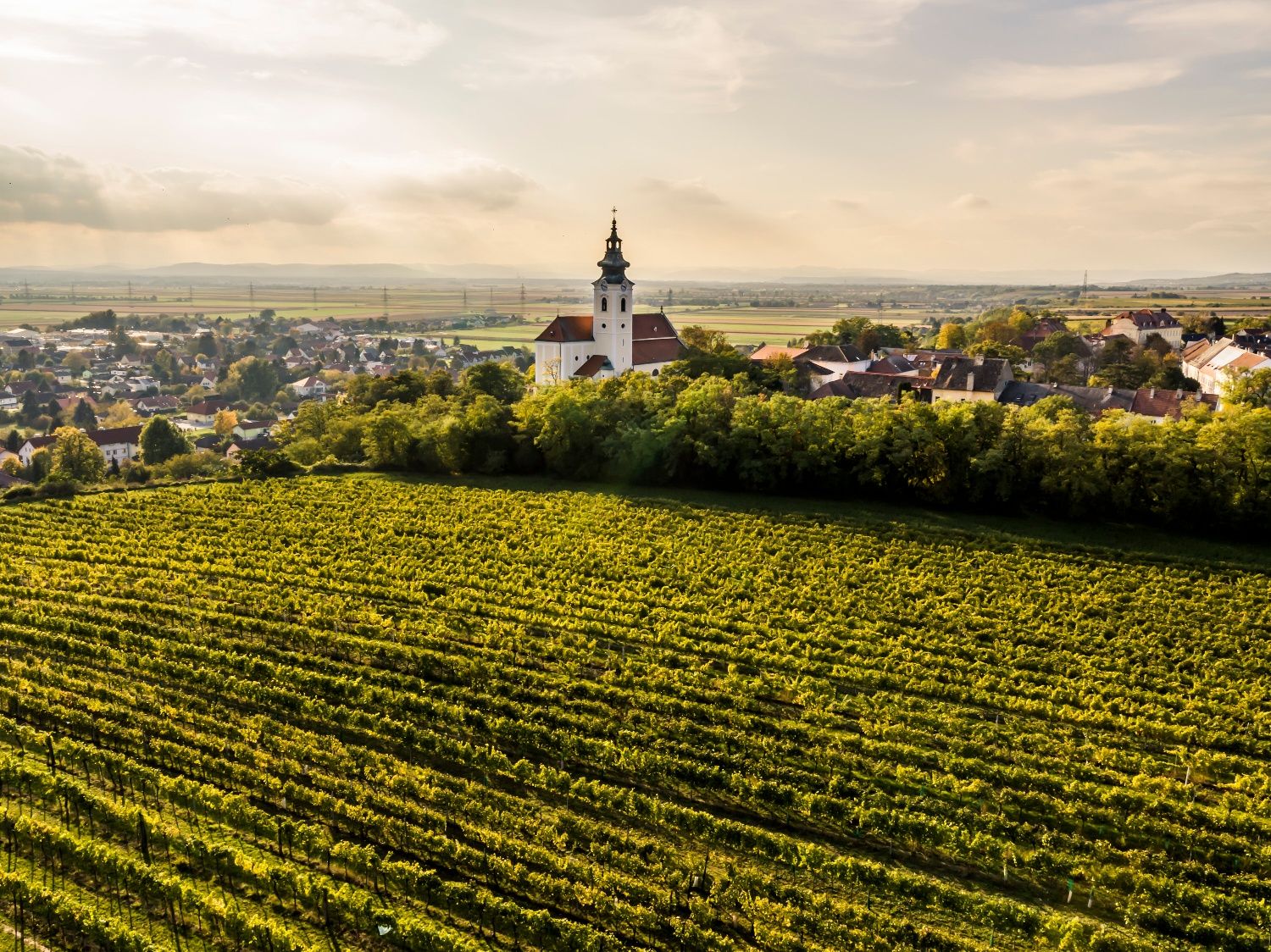 Pohled na Kirchberg am Wagram s kostelem a vinicemi v popředí.