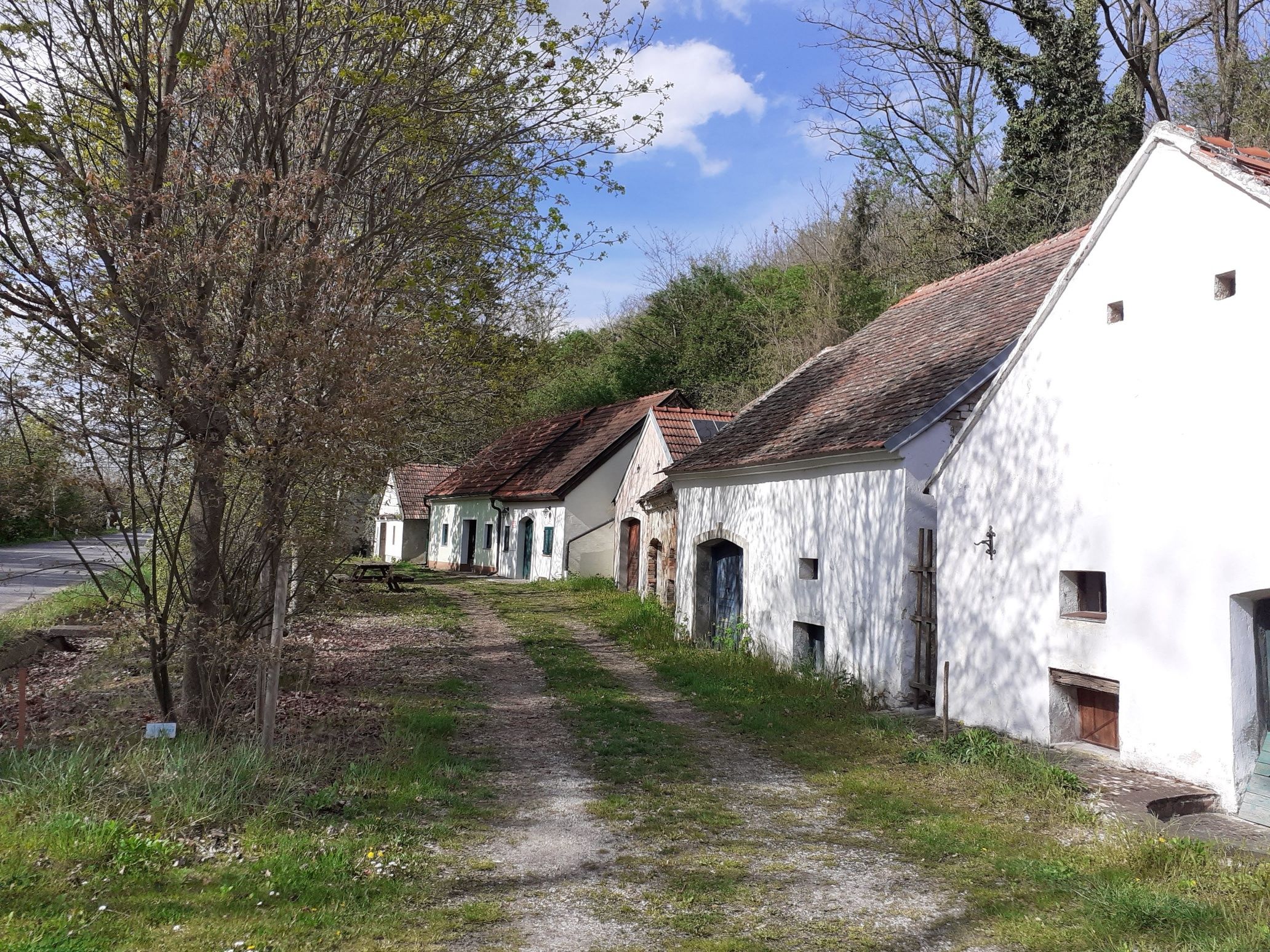 Tradiční sklepní uličky s několika bílými vinnými sklípky podél úzké cesty, obklopená stromy a zelení za slunečného dne.