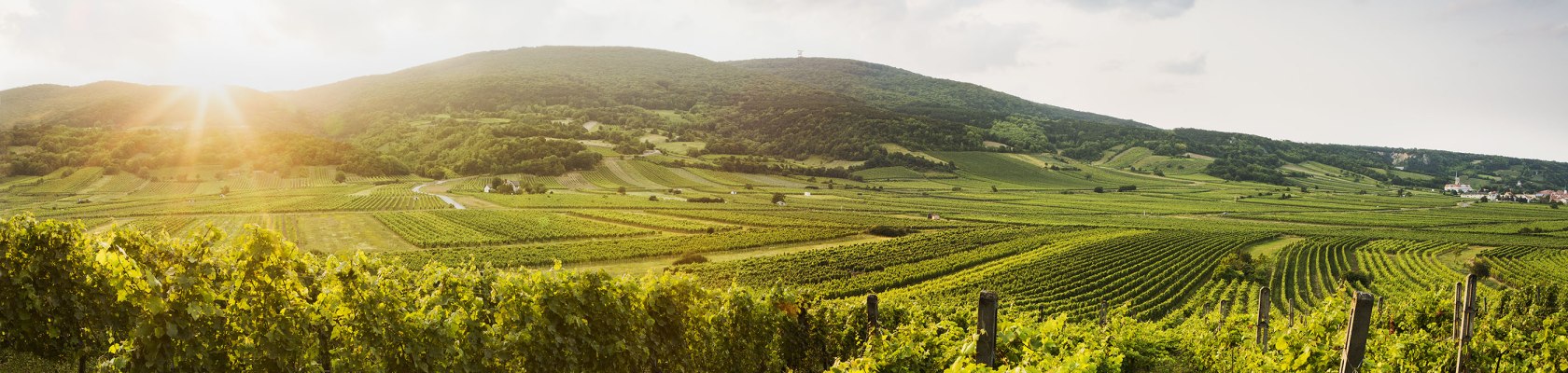 Lázeňský region Vídeňský les u Gumpoldskirchenu, © Niederösterreich-Werbung/ M. Liebert