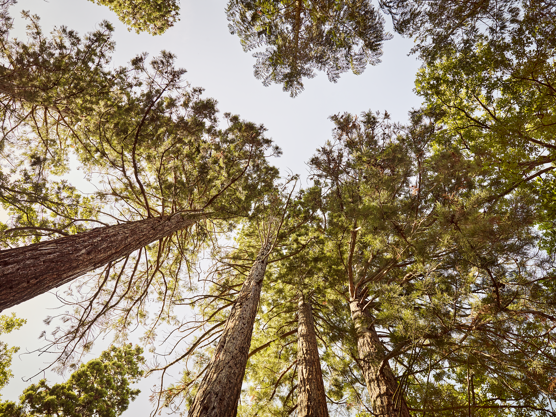 Die majestätischen Mammutbäume ragen hoch in den Himmel und schaffen eine beeindruckende Kulisse, die zum Staunen einlädt. Das sanfte Licht, das durch das dichte Blätterdach dringt, verleiht der Umgebung eine magische Atmosphäre, die Wanderer und Naturliebhaber gleichermaßen begeistert.