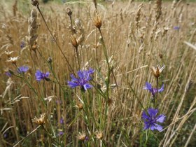 Kornblumen, © Wachau-Nibelungengau-Kremstal