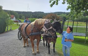 Active stable Hirschenwies, &copy; Birgit Libal