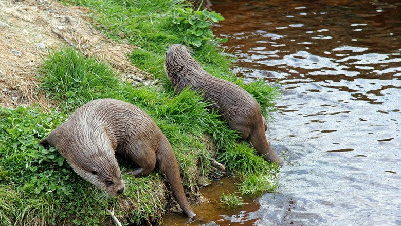 Vydry říční v přírodním parku Hochmoor Schrems, © Sonja Eder