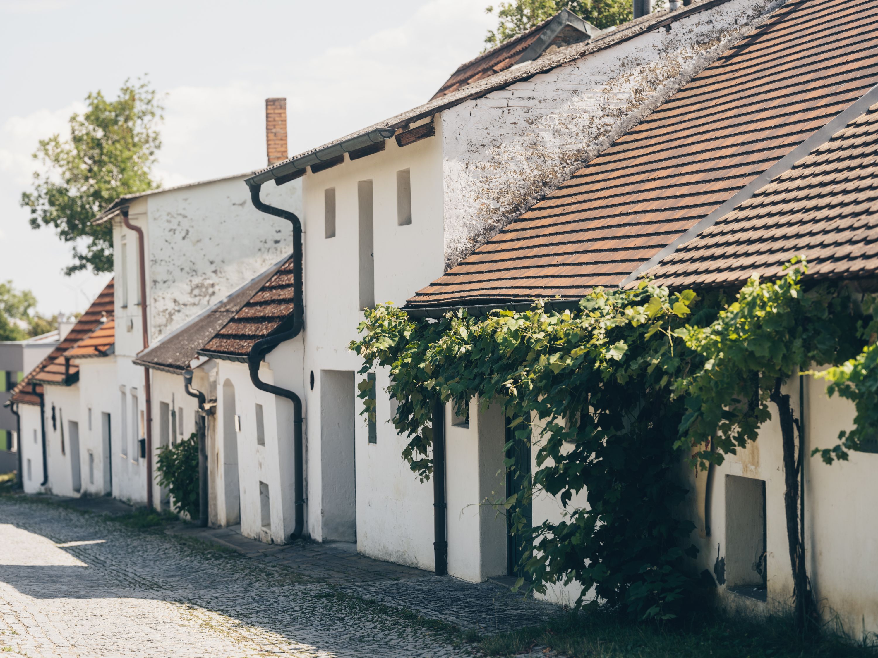 Malebná sklepní ulička s bílými budovami a vinicemi v rakouském Poysdorfu.
