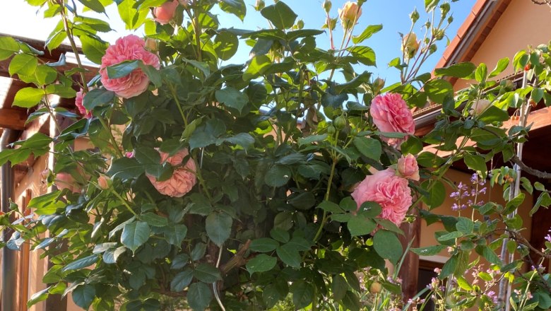 Rose dreams, © Michaela Wannemacher