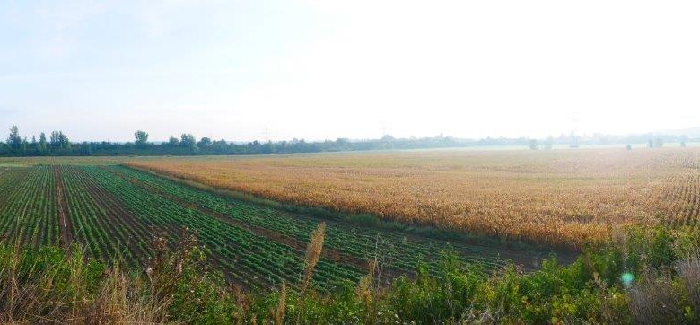 The Bronze Age cemeteries in Franzhausen, &copy; ARDIG/Volker Lindinger
