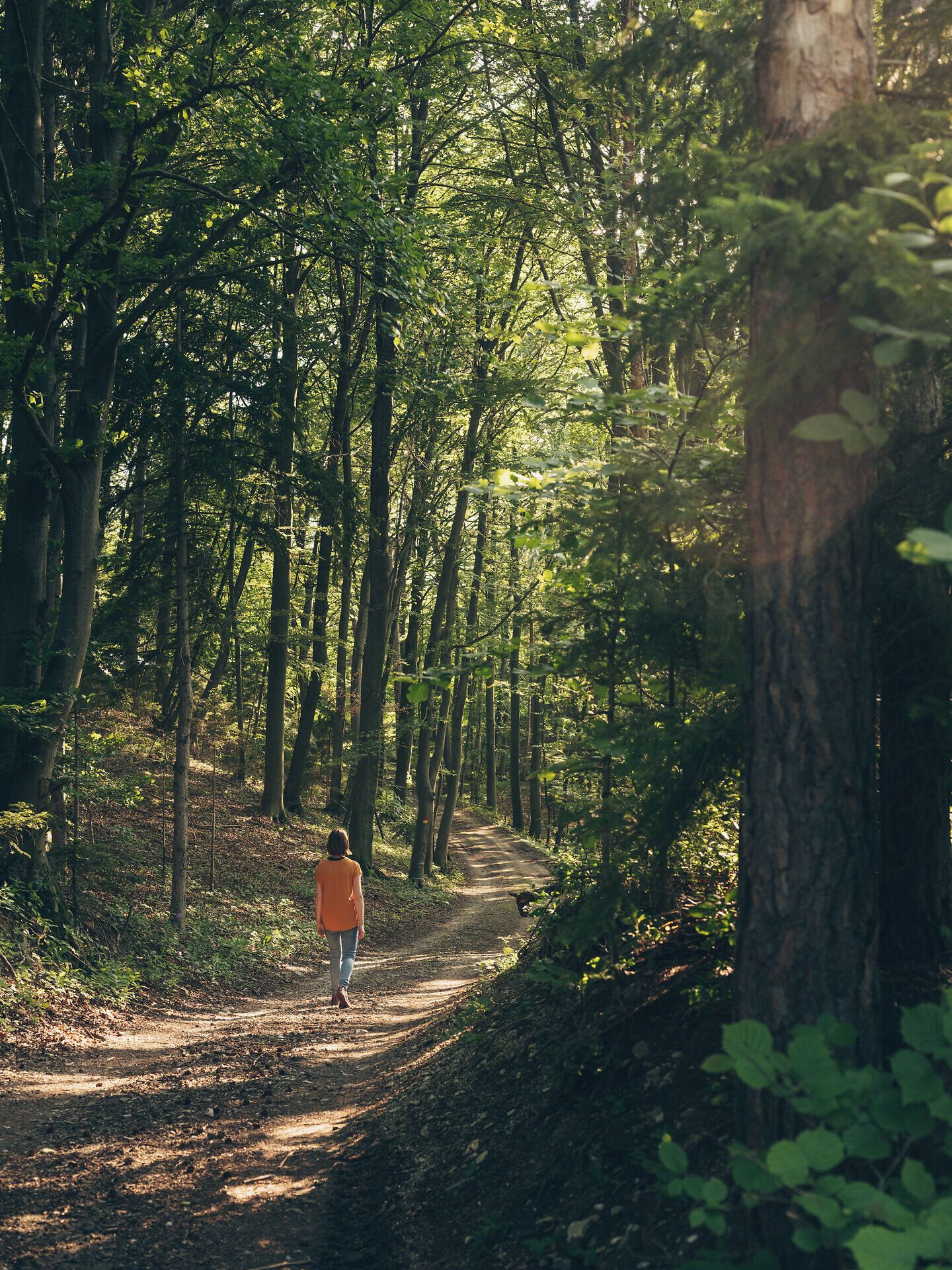 Ein sanfter Pfad schlängelt sich durch das dichte Grün des Waldes, wo das Licht der Sonne durch die Blätter tanzt. Die frische Luft und das Zwitschern der Vögel laden dazu ein, die Seele baumeln zu lassen und die Natur in vollen Zügen zu genießen.