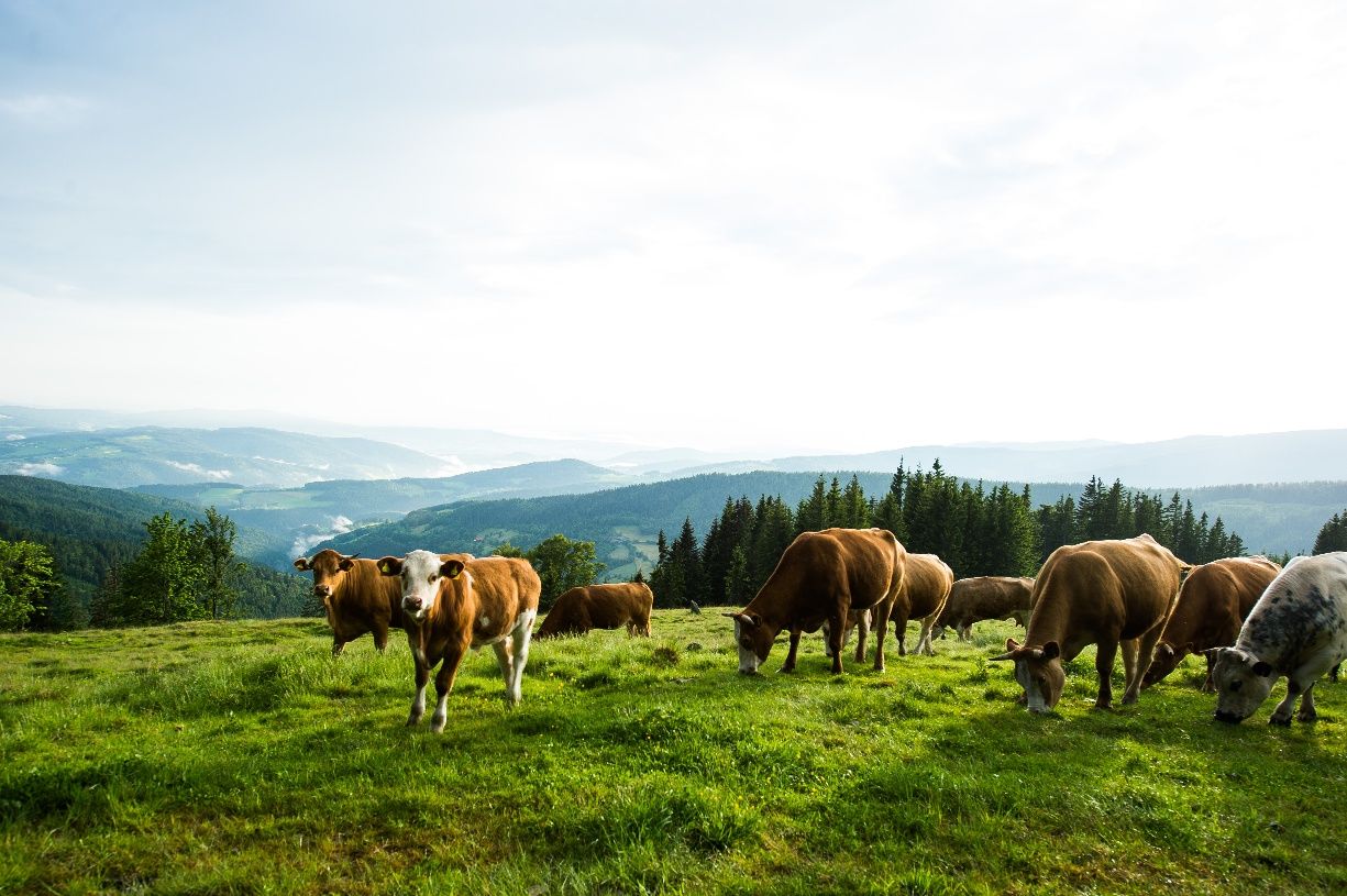 Krávy na Wechselu