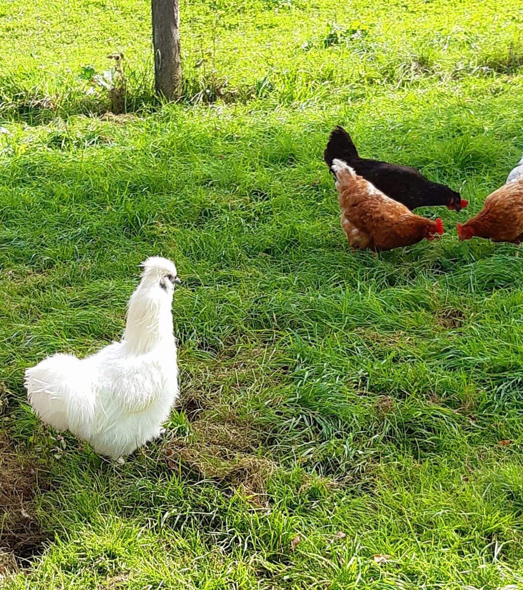 Dovolená na farmě-Oberrehau