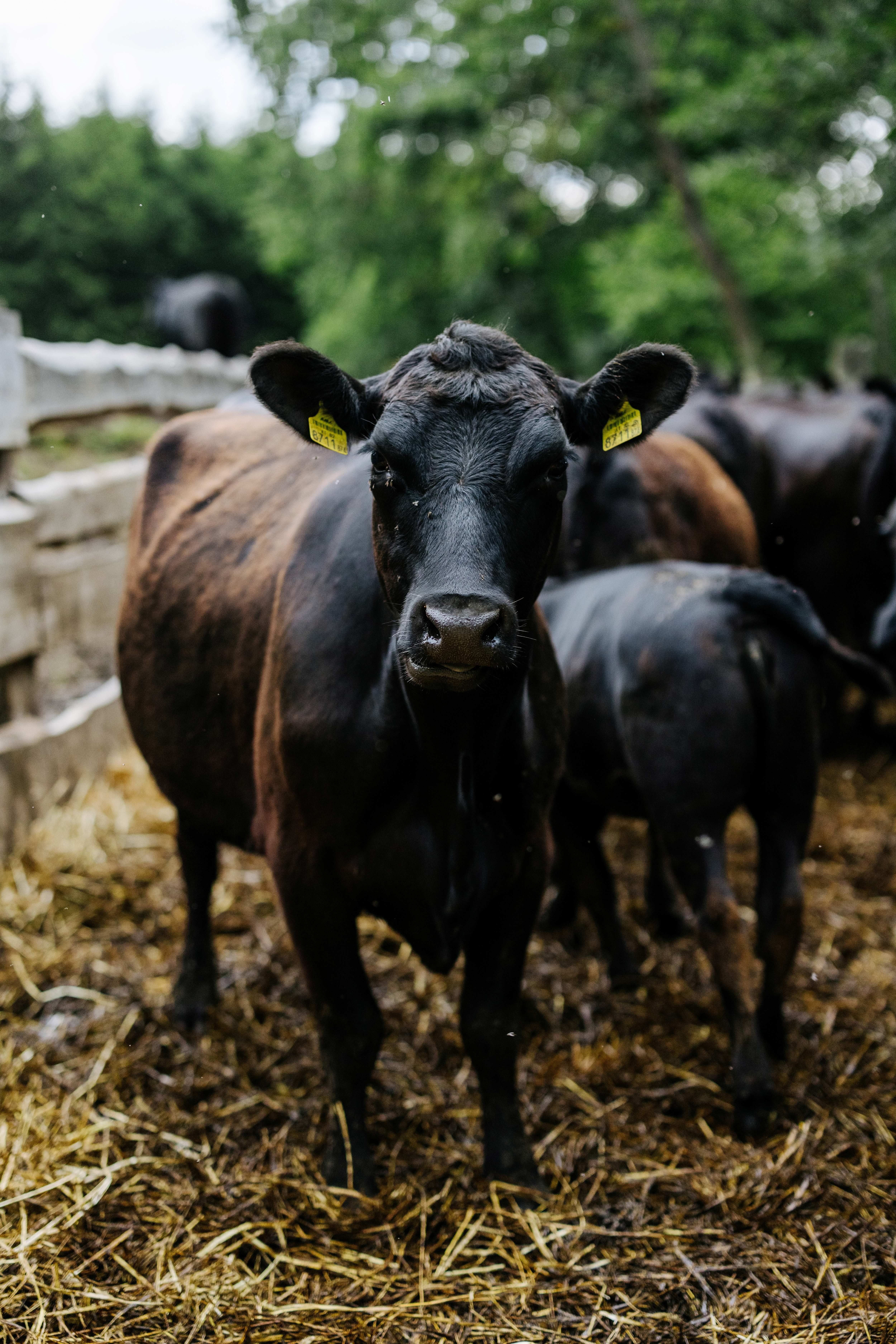 Černá kráva stojí před dřevěným plotem na farmě, obklopená dalším dobytkem a slámou.