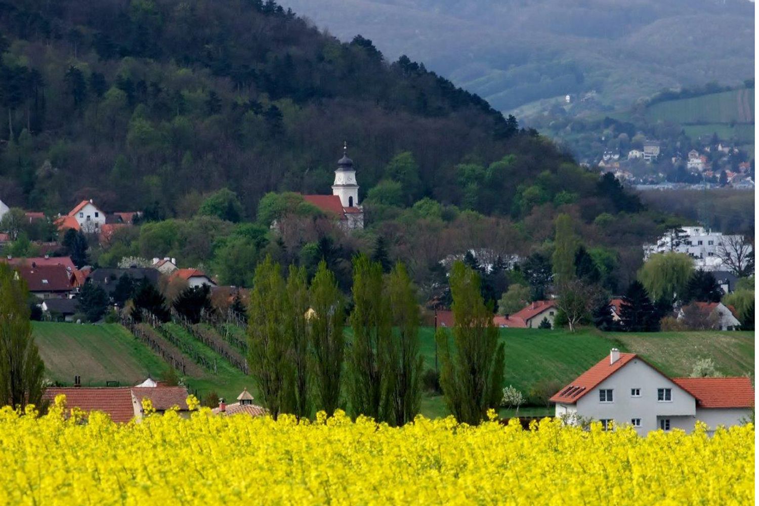 Krajina se žlutým řepkovým polem, vesnicí a kostelem před zalesněným kopcem.