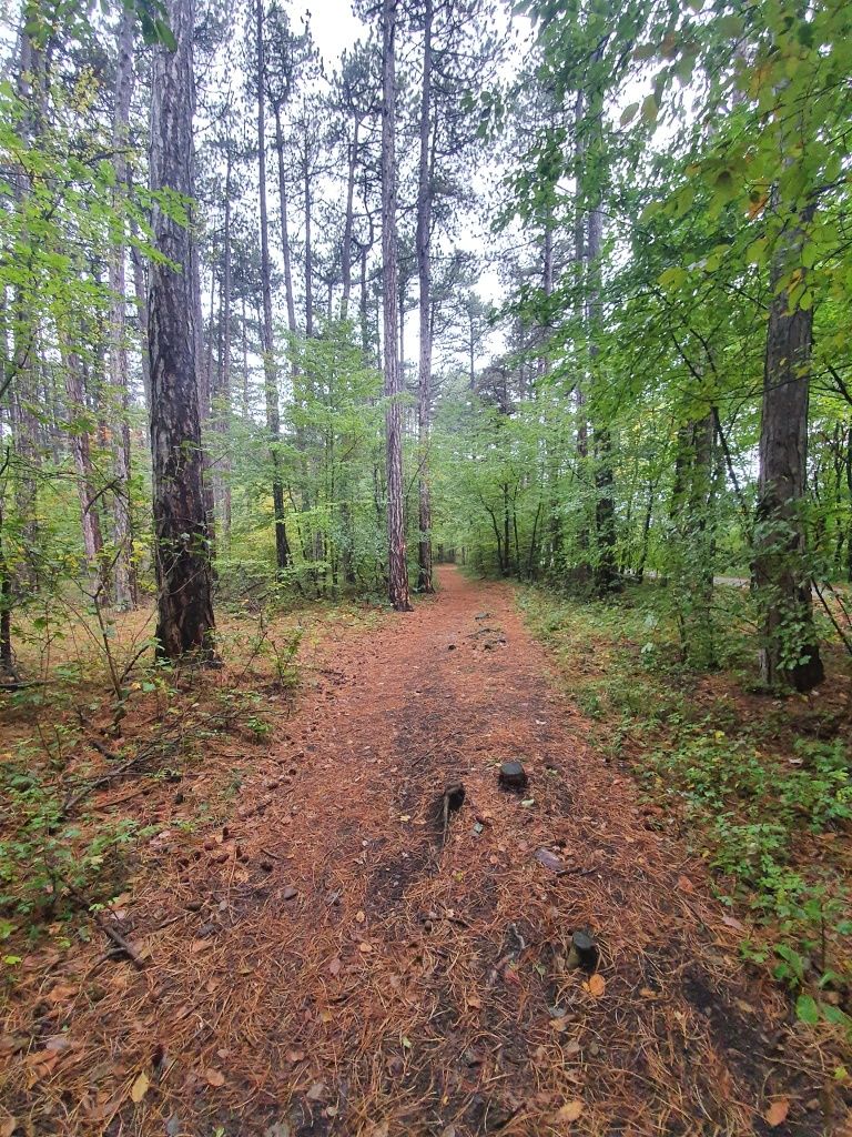 Lesní cesta