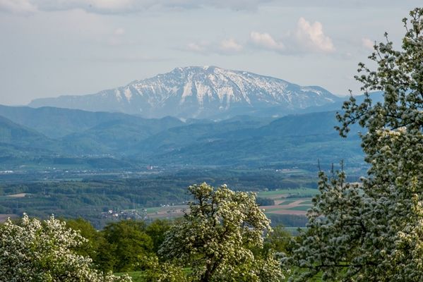 Pohled na zasněžený Ötscher na jaře, obklopený kvetoucími stromy a zelenými kopci.