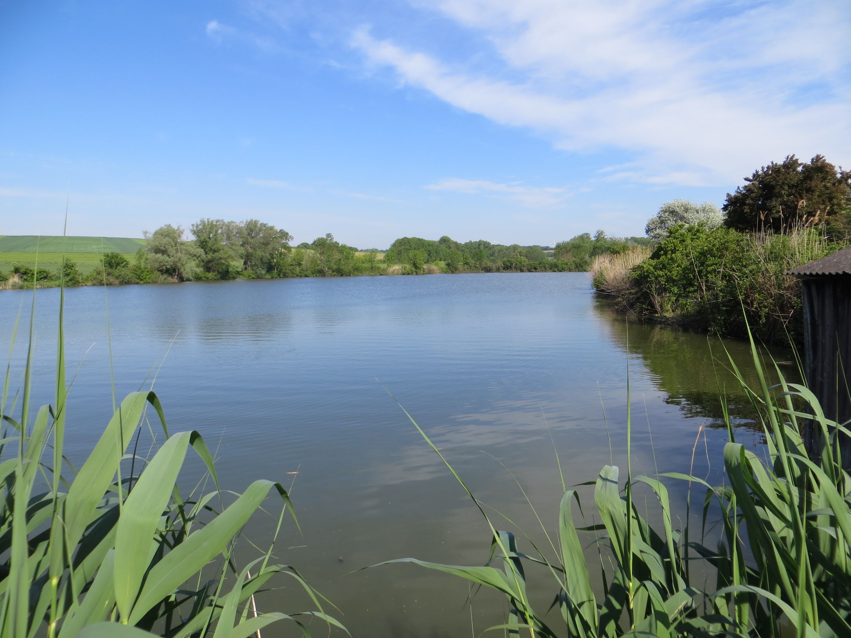 Klidné jezero s rákosím v popředí a stromy v pozadí pod modrou oblohou.