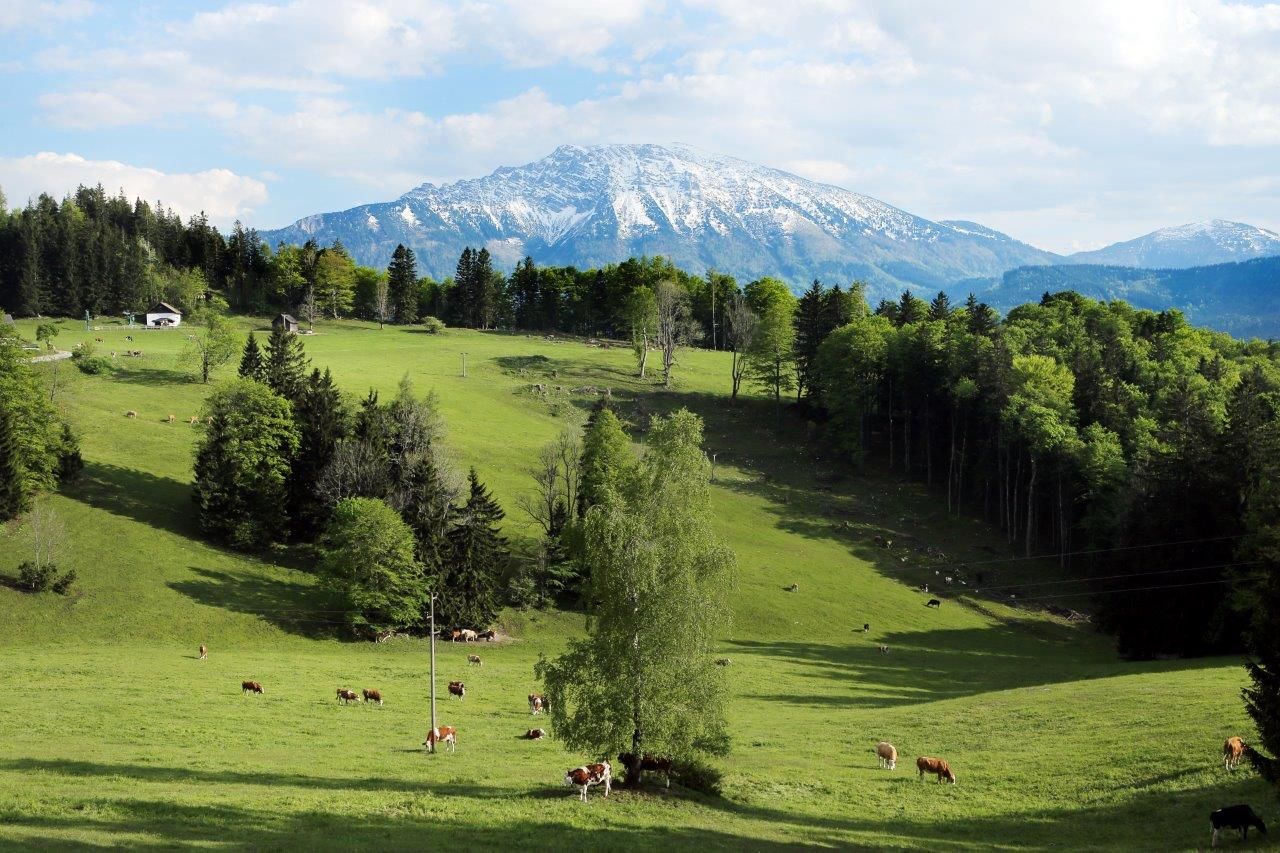 Zelená alpská louka s kravami a zasněženou horou v pozadí.