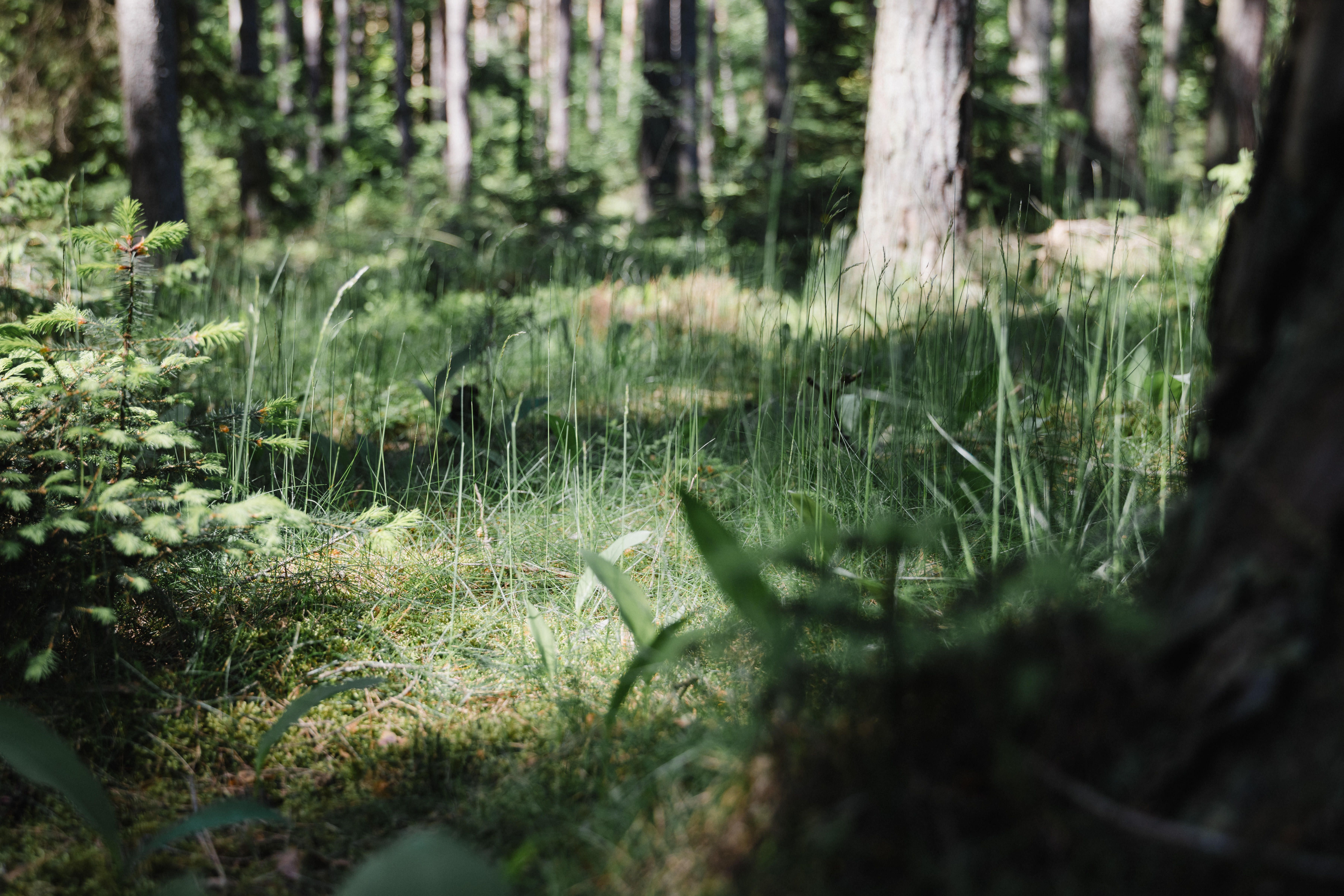 Hustý les s vysokou trávou a stromy v záři slunce.