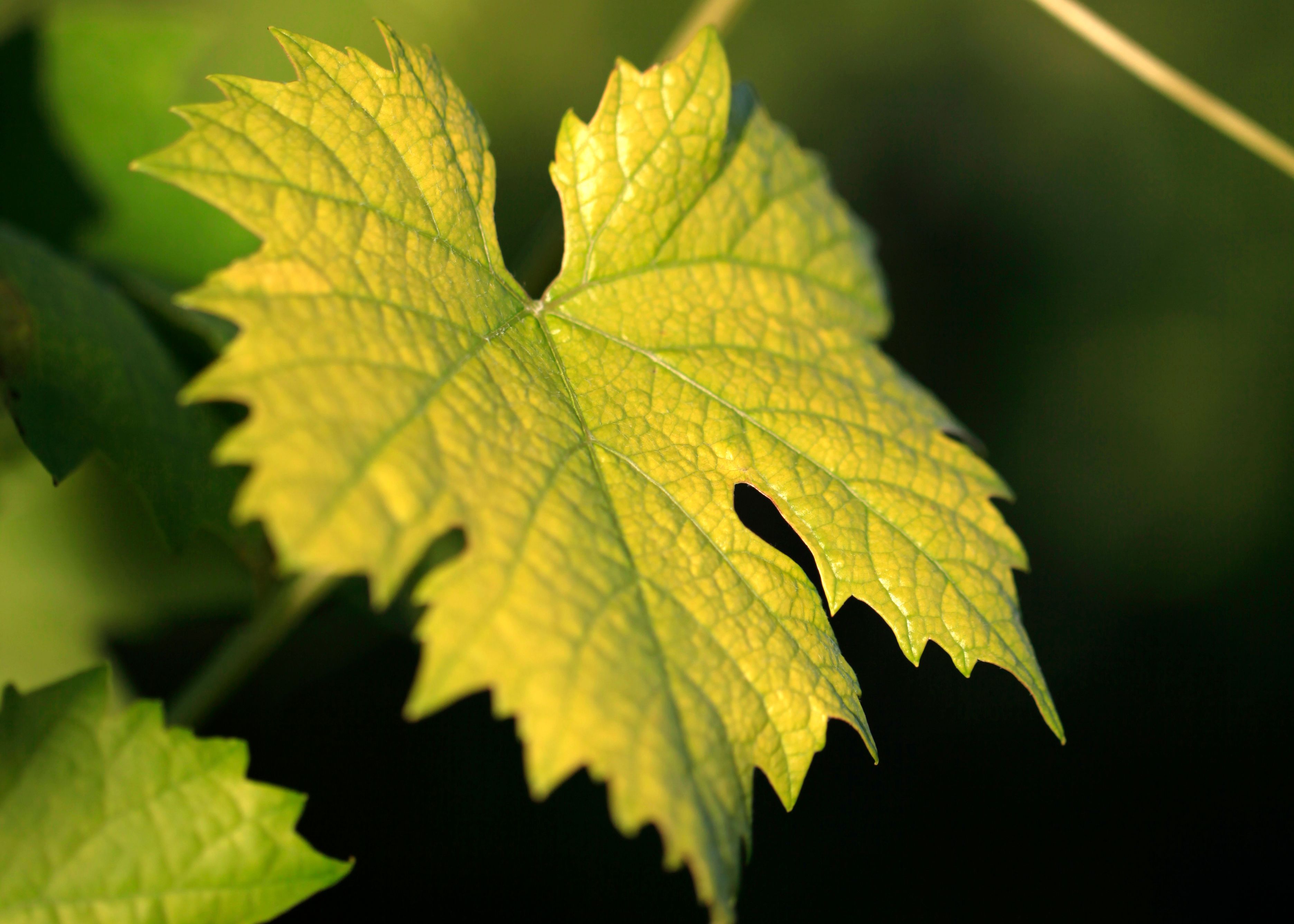 Detail zeleného listu vinné révy ve slunečním světle.