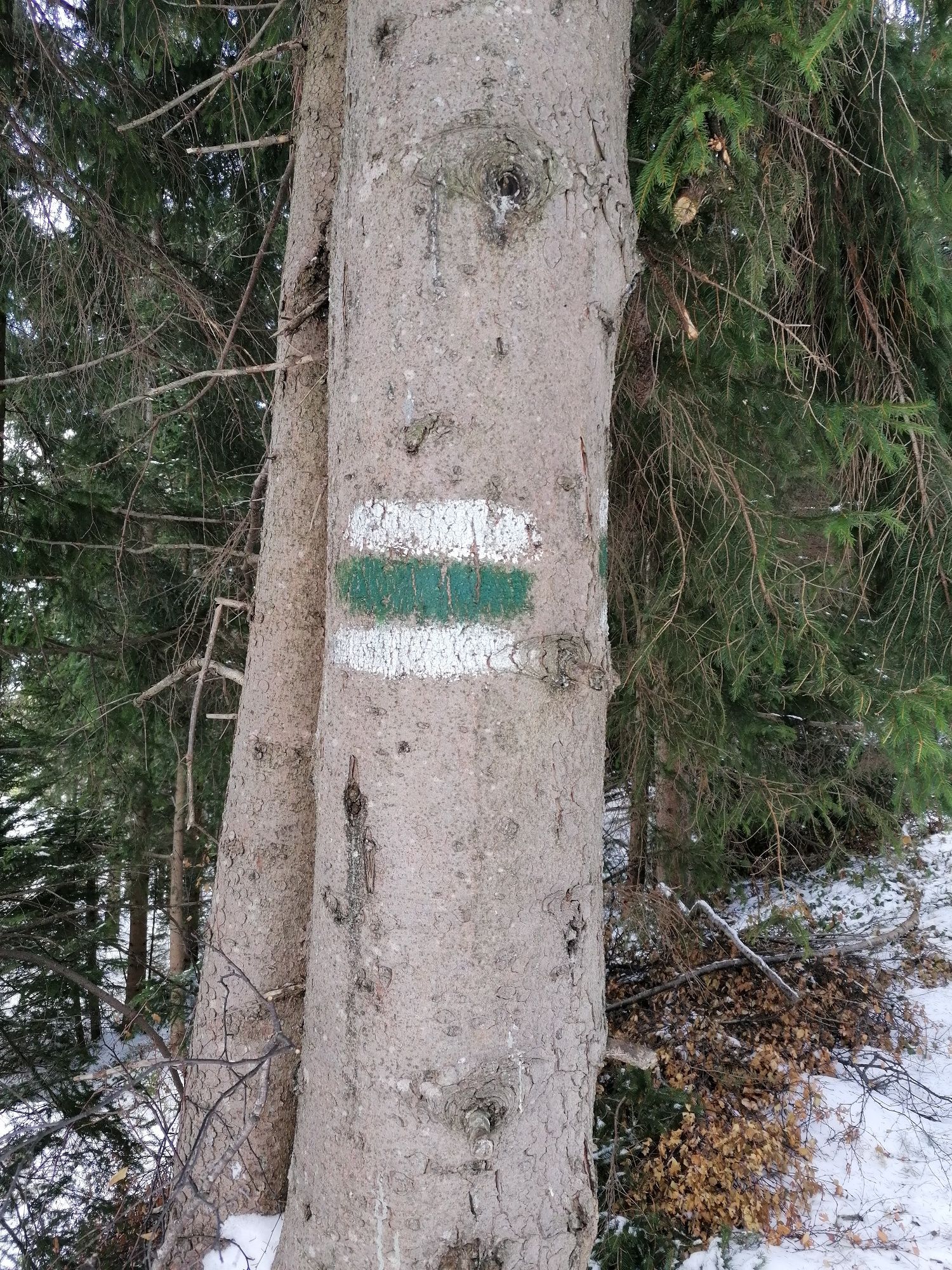 Označení stromu na svatého Petra
