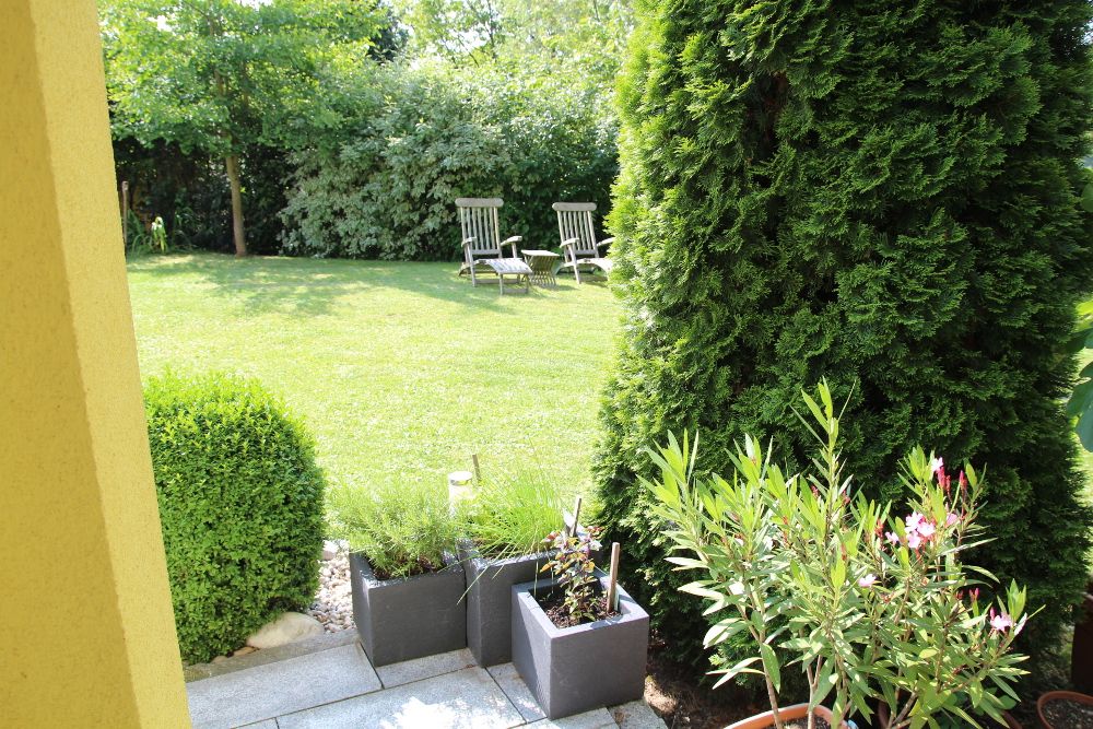 Zahrada s trávníkem, dvěma lehátky a rostlinami v květináčích.