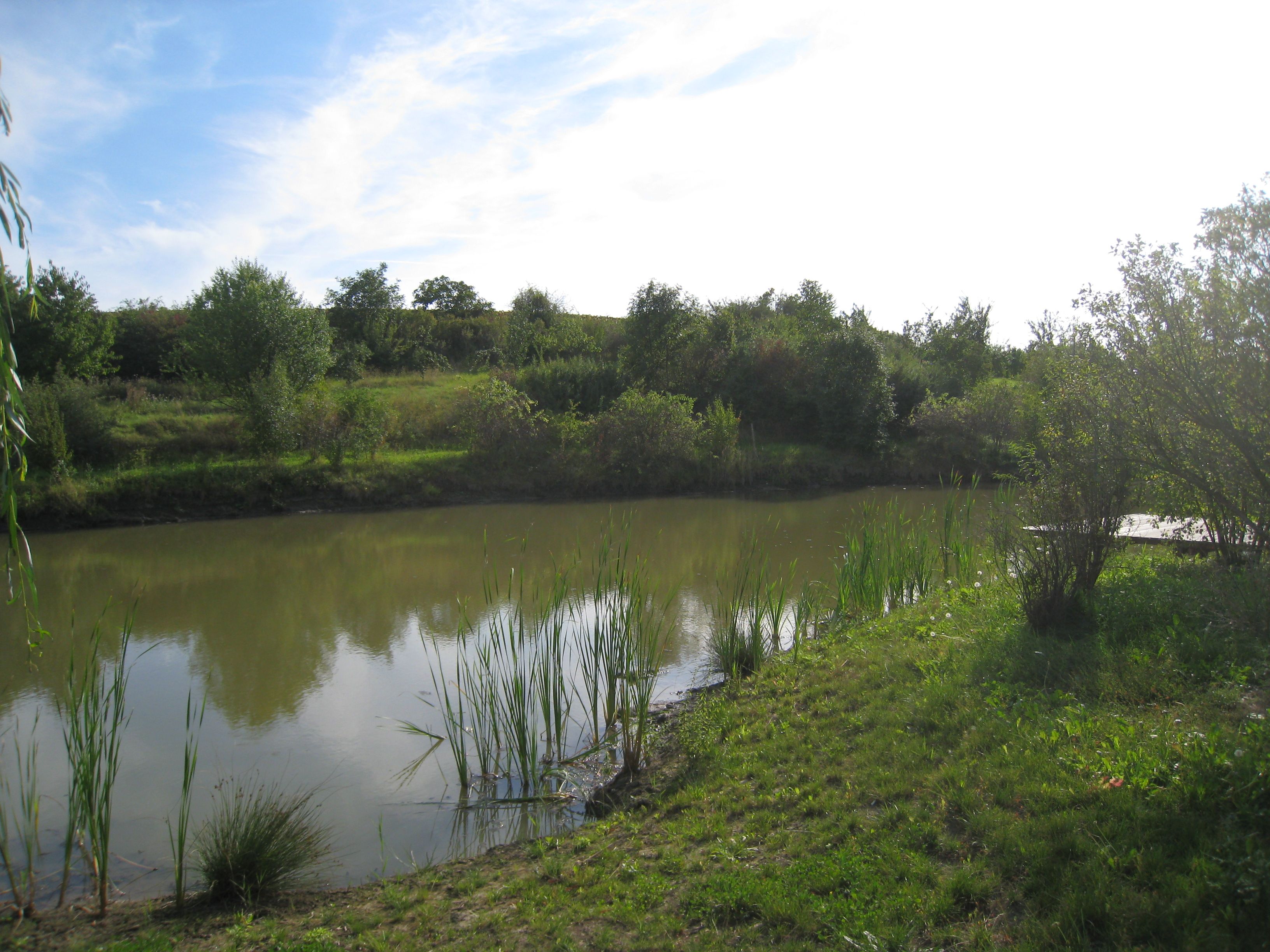 Malý rybník s rákosím a stromy v pozadí pod modrou oblohou.