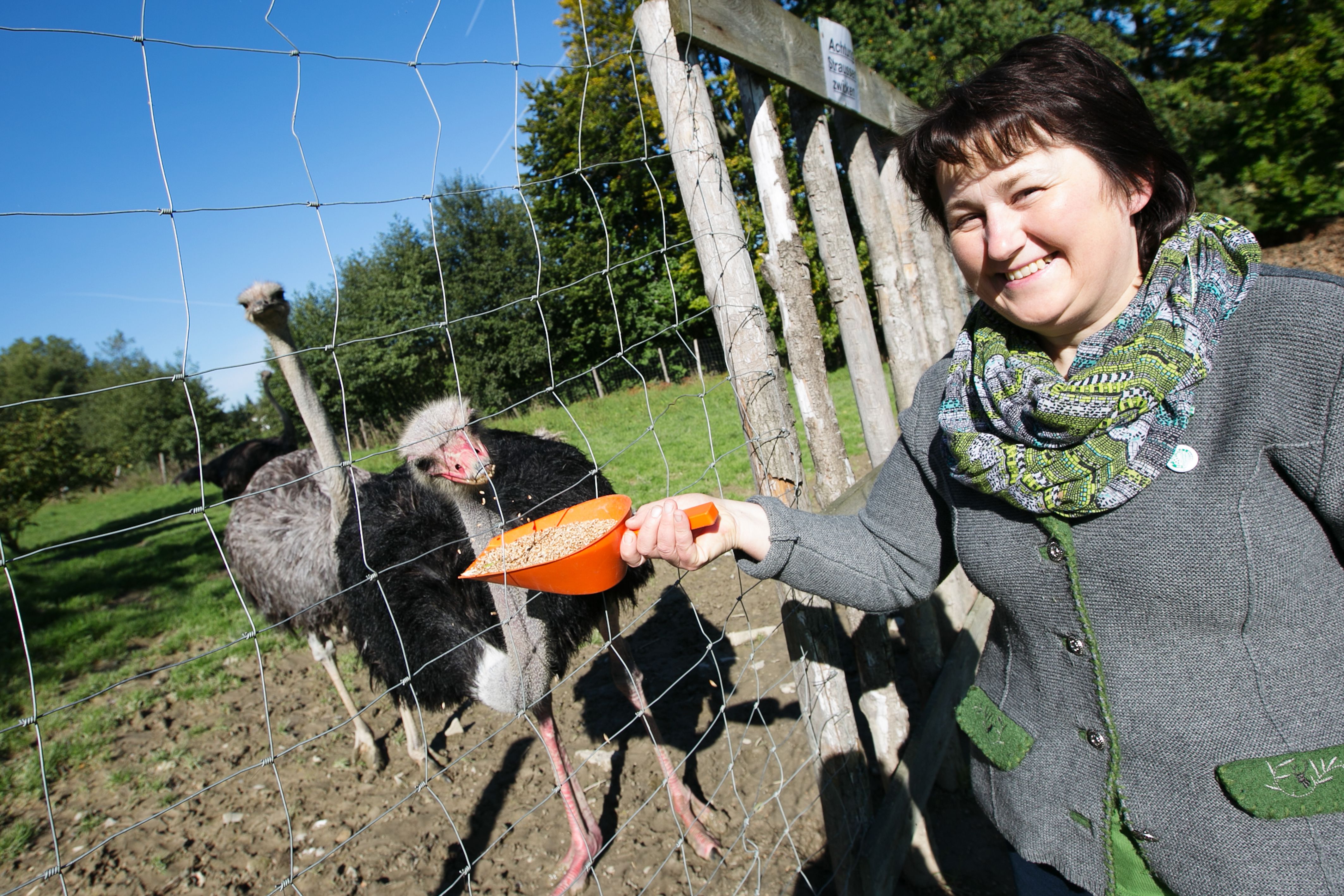 Žena krmí pštrosy přes plot na farmě.
