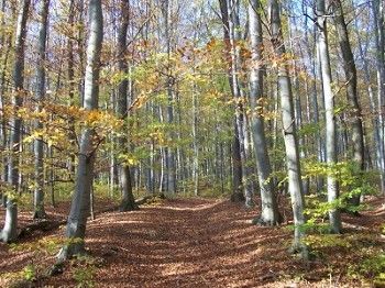Turistické stezky ve Vídeňském lese