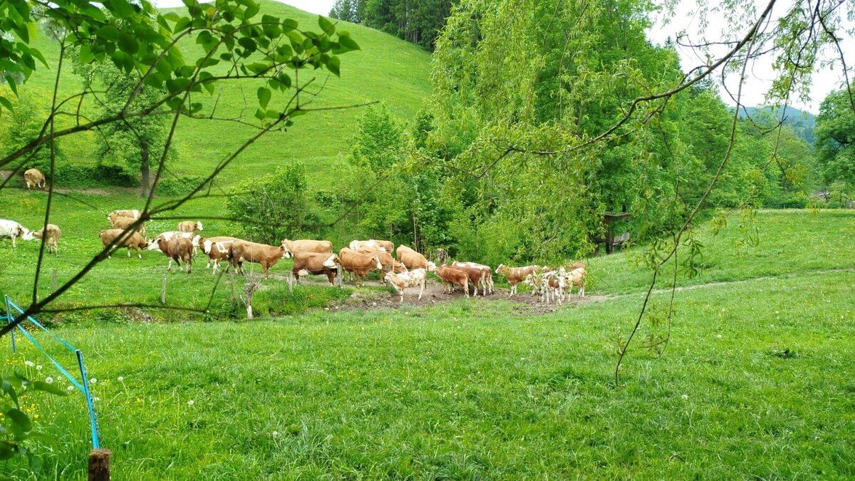 Dovolená na farmě-Oberrehau