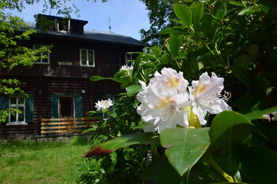 Záběr zblízka na kvetoucí rododendron před dřevěnou chatou