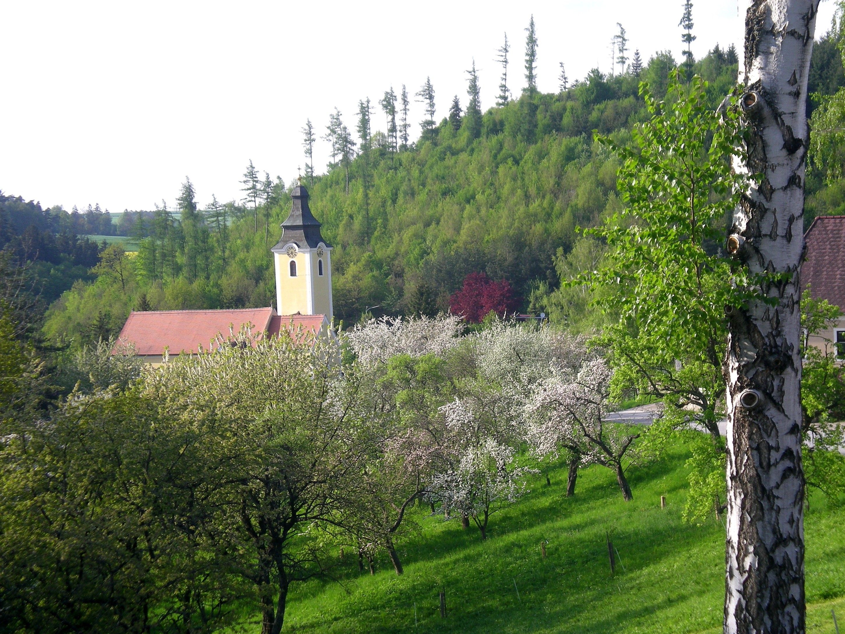 Krajina s kostelem, kvetoucími stromy a zeleným kopcem.