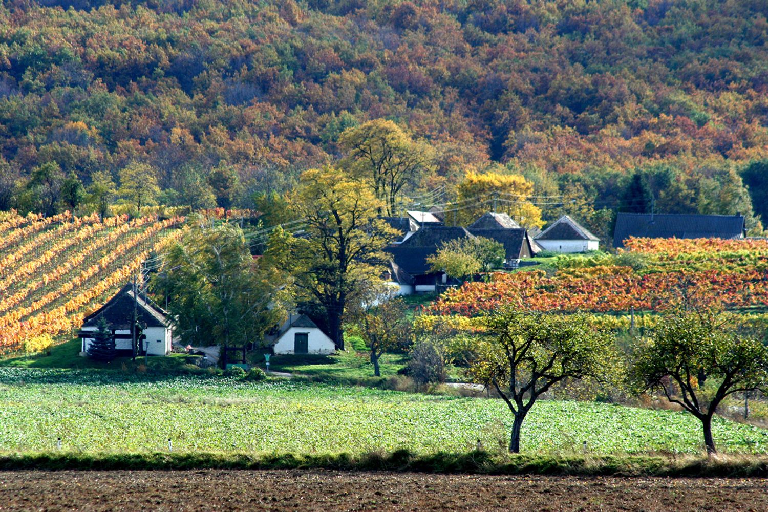Podzimní krajina s vinicemi a domy.