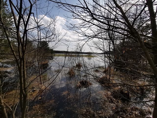 Bažinný lak