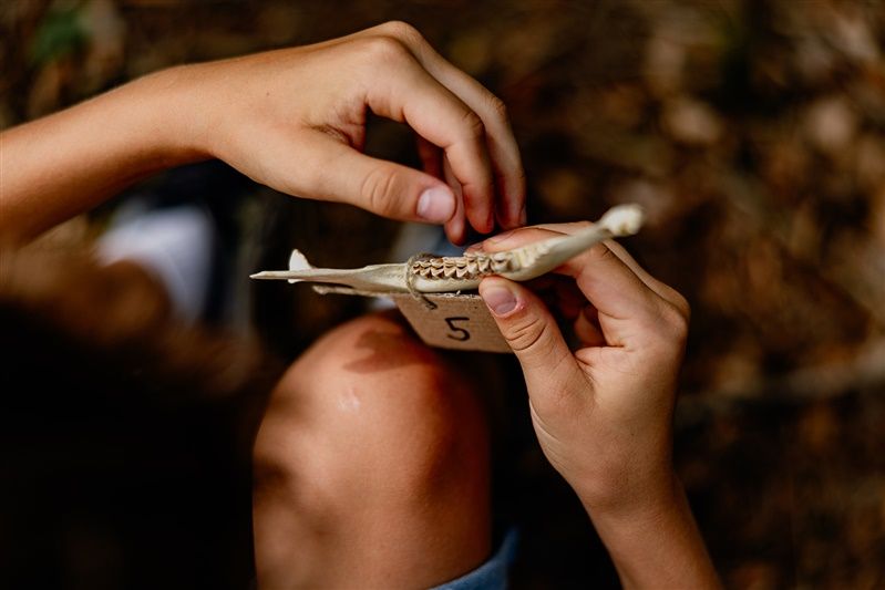 Detailní záběr na ruce držící zvířecí čelist se zuby.