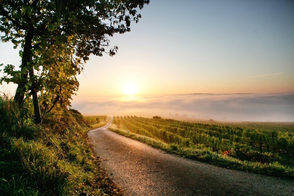 Podzimní atmosféra na vinicích v okolí Nußdorfu
