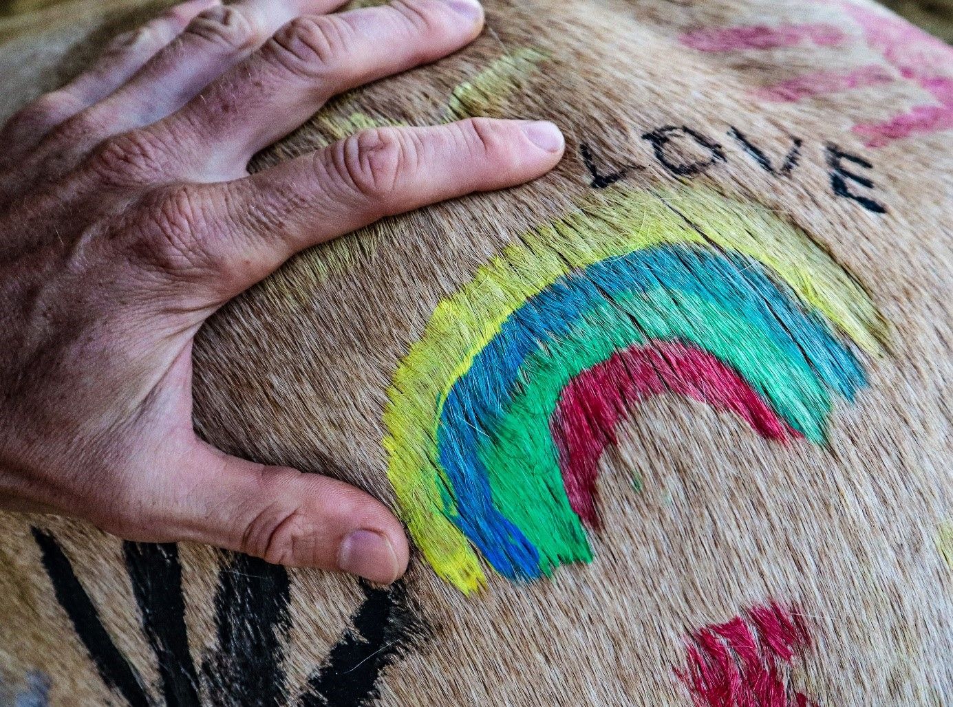 Detailní záběr ruky na koňskou srst s barevnými kresbami a nápisem "LOVE".