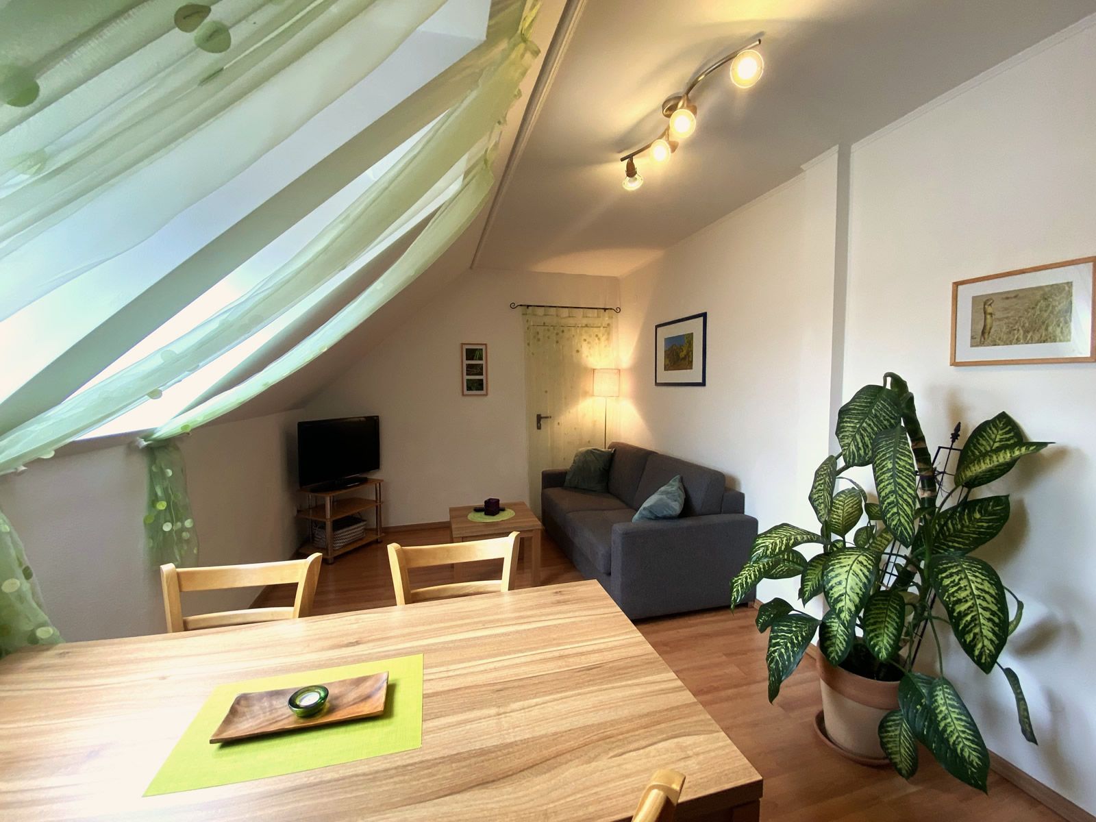 Útulný obývací pokoj s pohovkou, jídelním stolem, TV a velkou pokojovou rostlinou.
