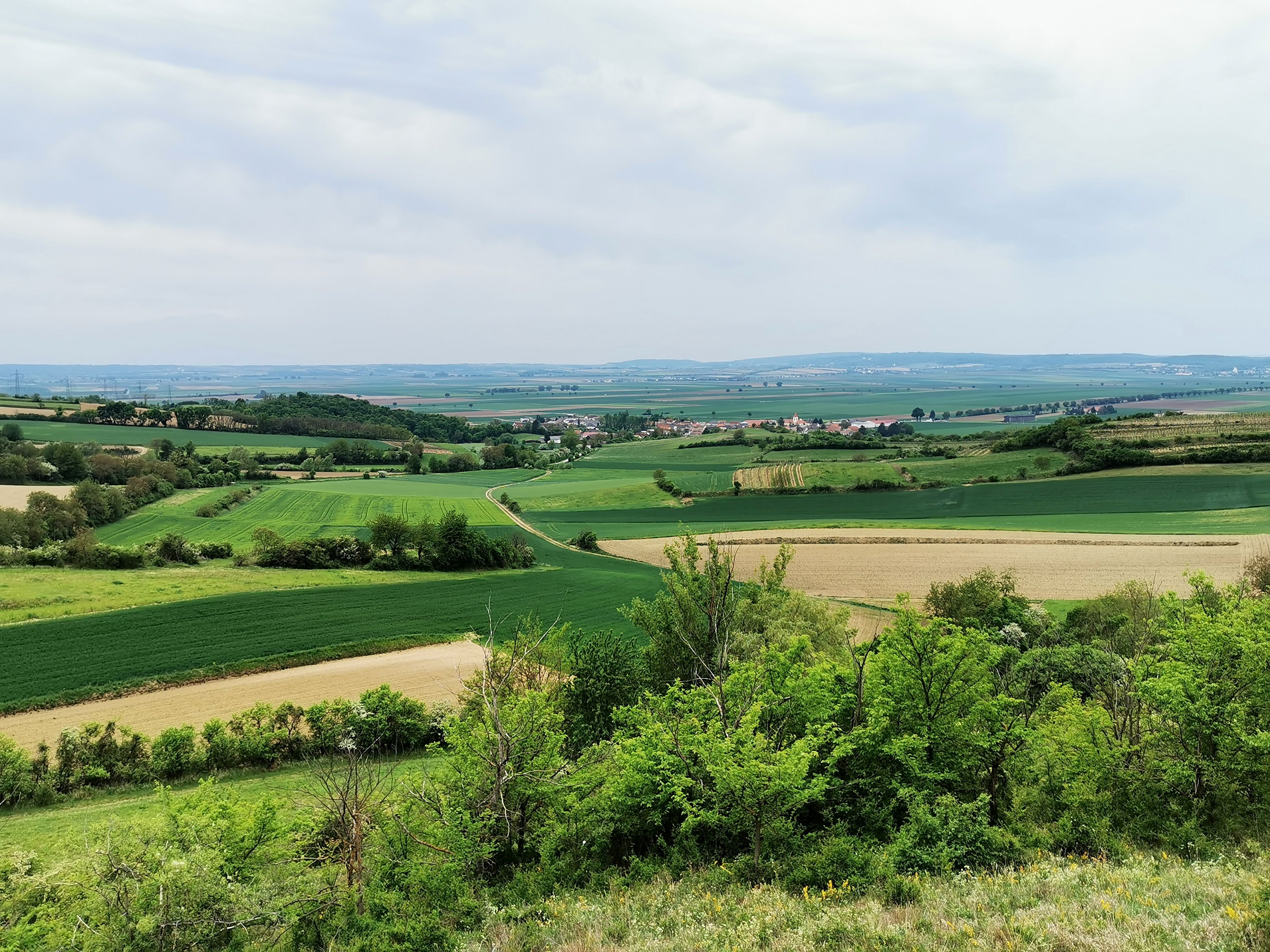 Krajina ve Weinviertelu s poli a kopci.