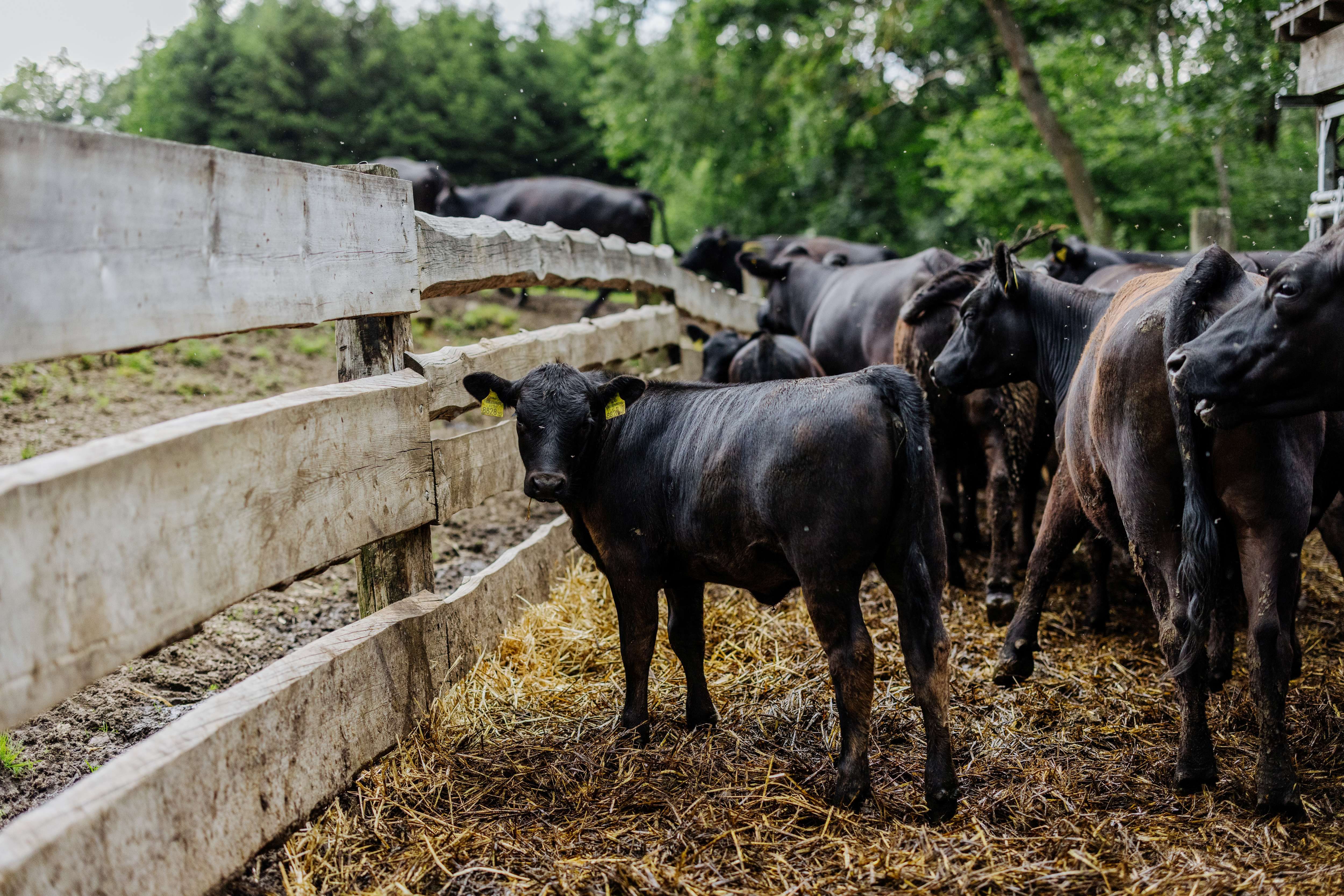 Za dřevěným plotem na farmě stojí skupina černého skotu.