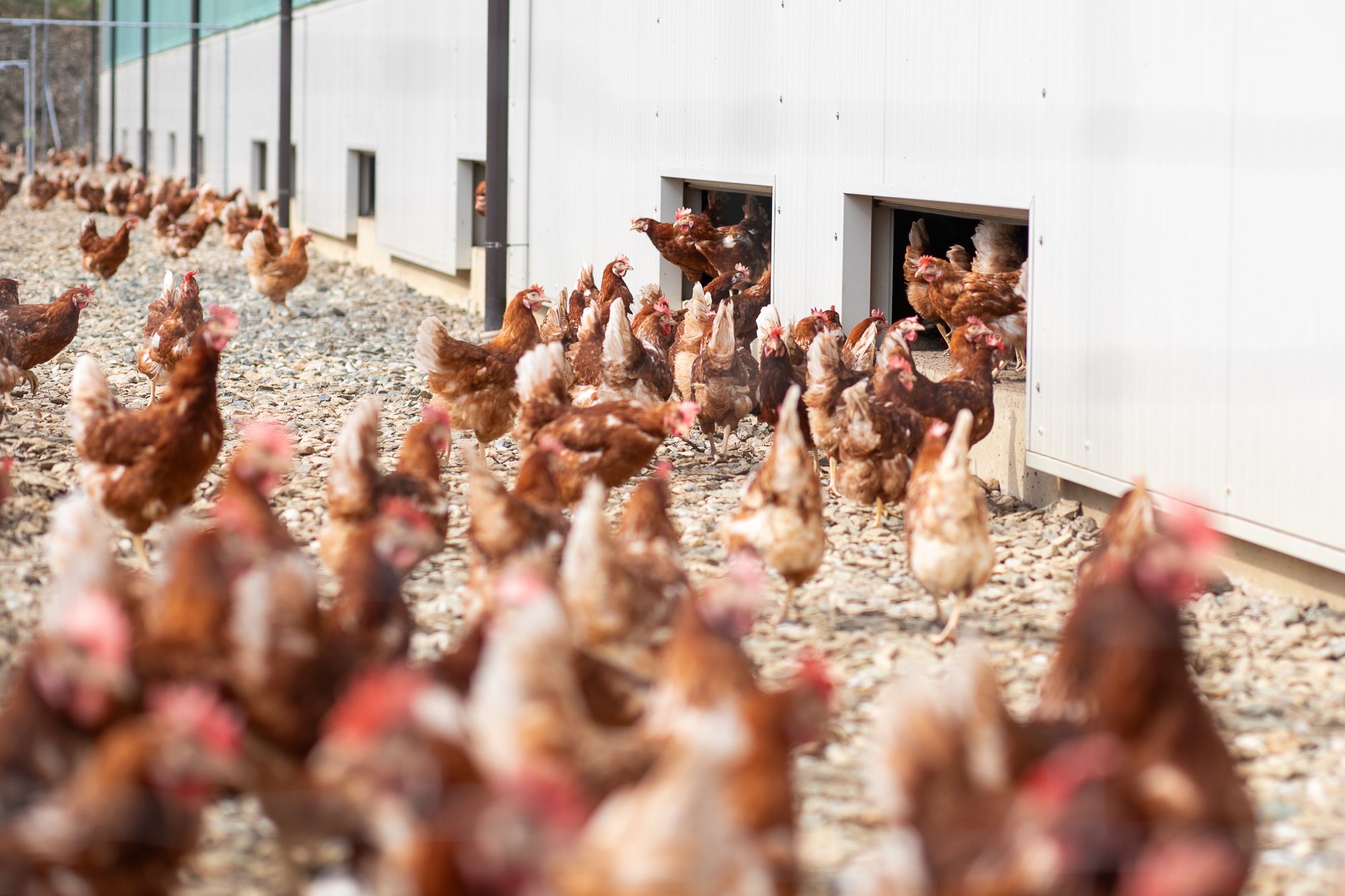 Slepice vyběhnou z budovy na dvůr.