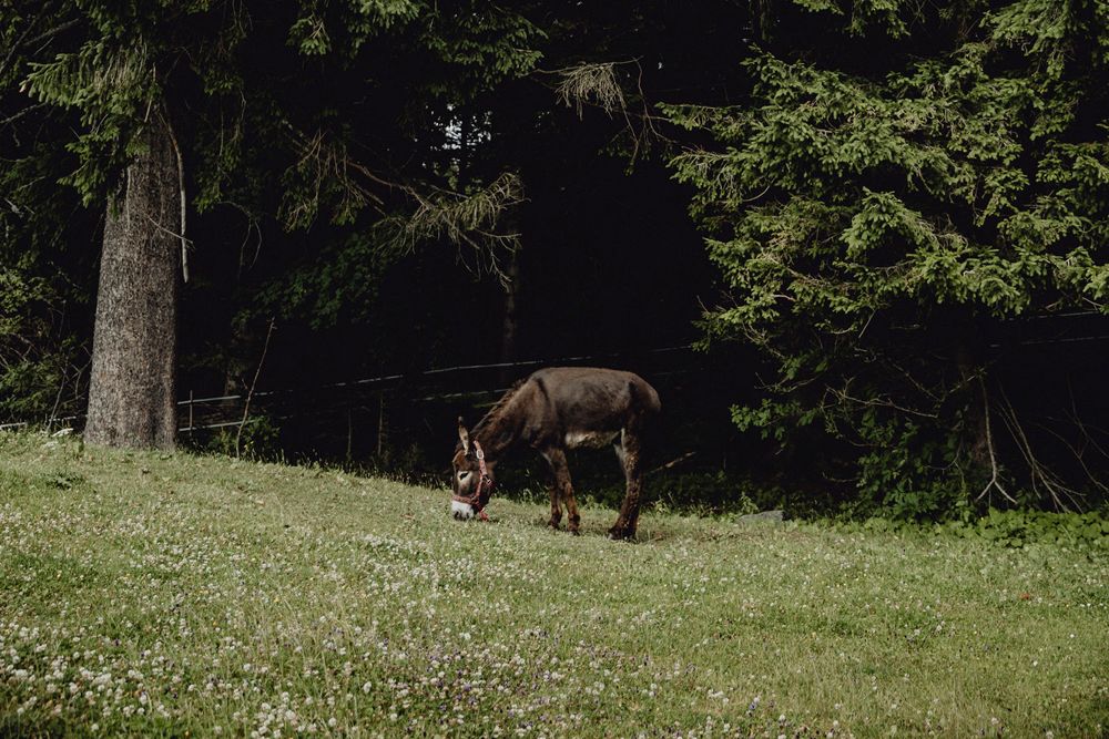 Tierisch familienfreundlich